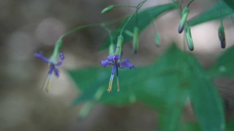 Prenanthes purpurea
